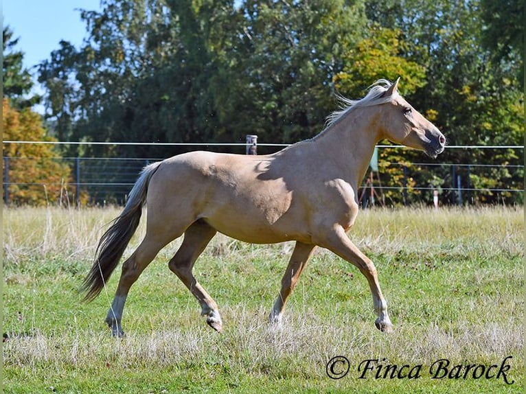 Andalusian Gelding 5 years 14,1 hh Palomino in Wiebelsheim