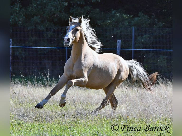 Andalusian Gelding 5 years 14,1 hh Palomino in Wiebelsheim