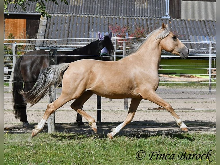 Andalusian Gelding 5 years 14,1 hh Palomino in Wiebelsheim