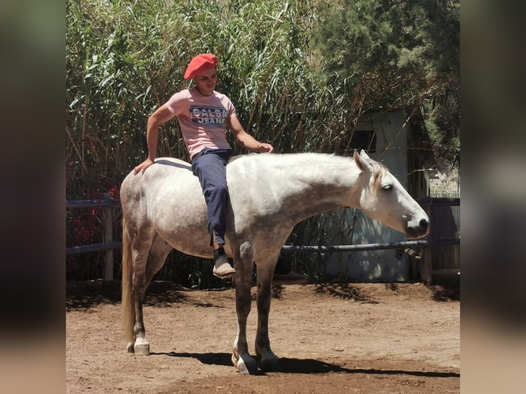 Andalusian Gelding 5 years 14,2 hh Gray in Adra Almeria