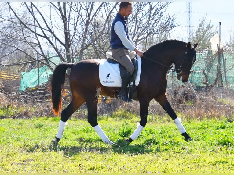 Andalusian Gelding 5 years 14,3 hh Bay-Dark in Provinz Granada