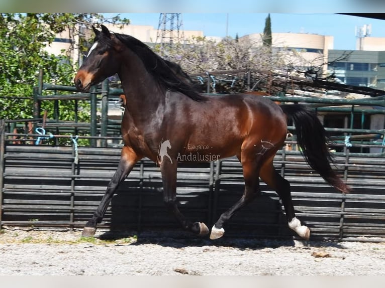 Andalusian Gelding 5 years 14,3 hh Bay-Dark in Provinz Granada