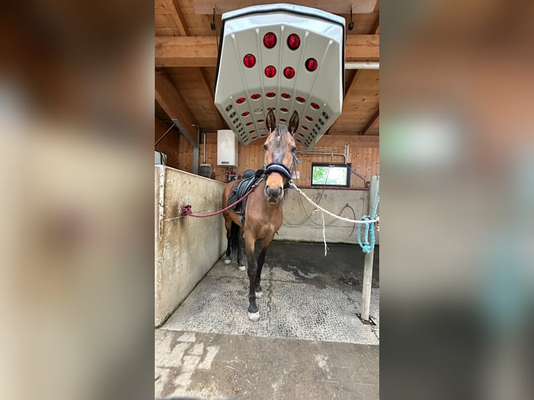 Andalusian Mix Gelding 5 years 14,3 hh Brown in Stra&#xDF;walchen