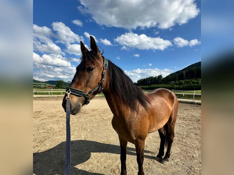 Andalusian Mix Gelding 5 years 14,3 hh Brown in Stra&#xDF;walchen