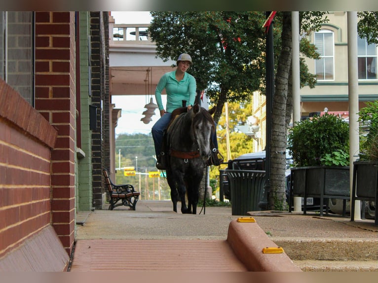 Andalusian Gelding 5 years 14,3 hh Grey in risk tx