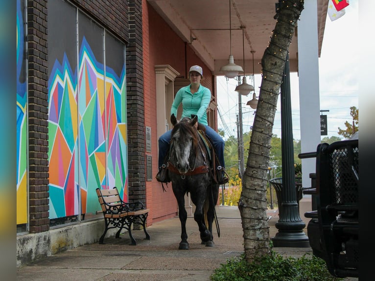 Andalusian Gelding 5 years 14,3 hh Grey in risk tx