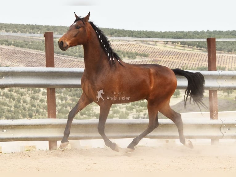 Andalusian Gelding 5 years 15.1 hh Brown in Provinz Cordoba