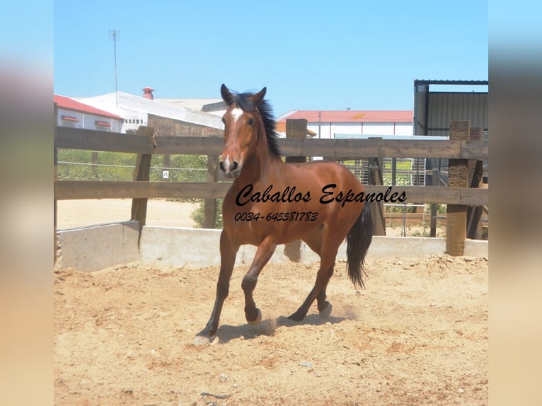 Andalusian Gelding 5 years 15,1 hh Brown in Vejer de la Frontera