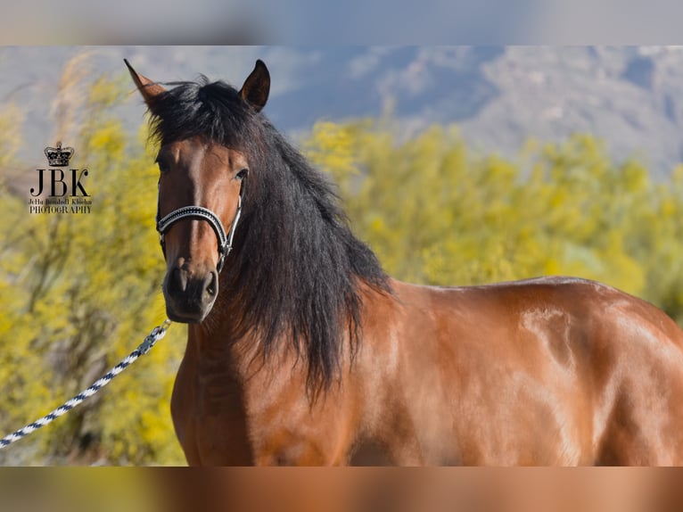 Andalusian Gelding 5 years 15,1 hh Brown in Tabernas Almeria