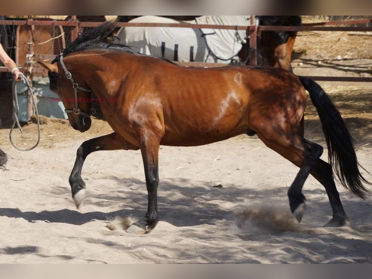 Andalusian Gelding 5 years 15.1 hh Brown in Pruna