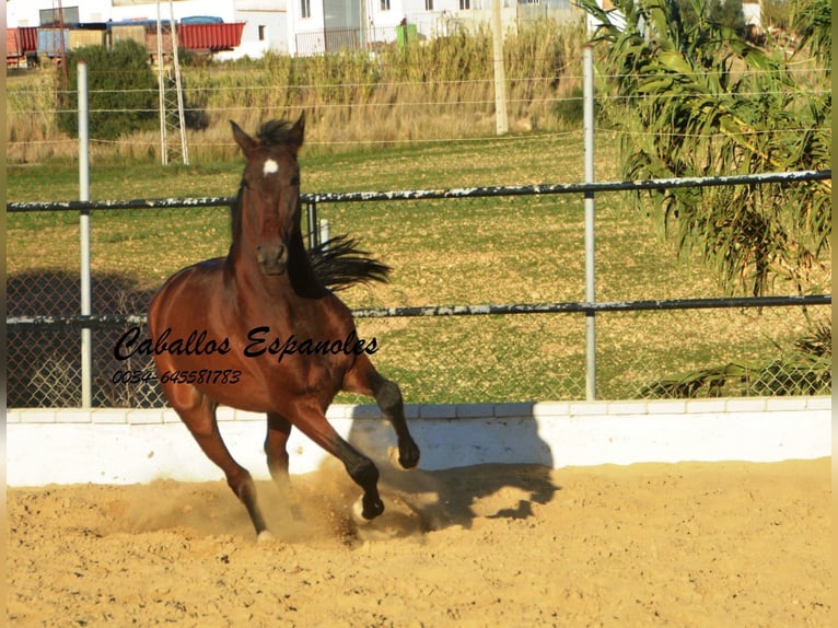 Andalusian Gelding 5 years 15,1 hh Brown in Vejer de la Frontera