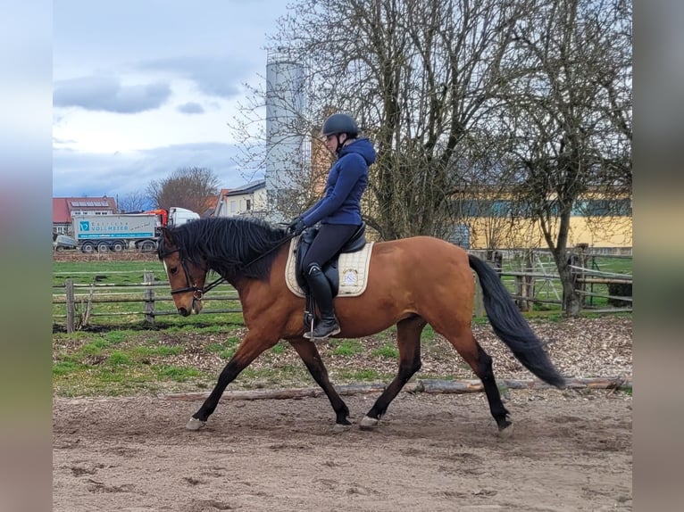 Andalusian Mix Gelding 5 years 15.1 hh Brown in Karlshuld