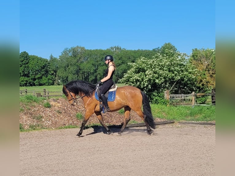 Andalusian Mix Gelding 5 years 15.1 hh Brown in Karlshuld