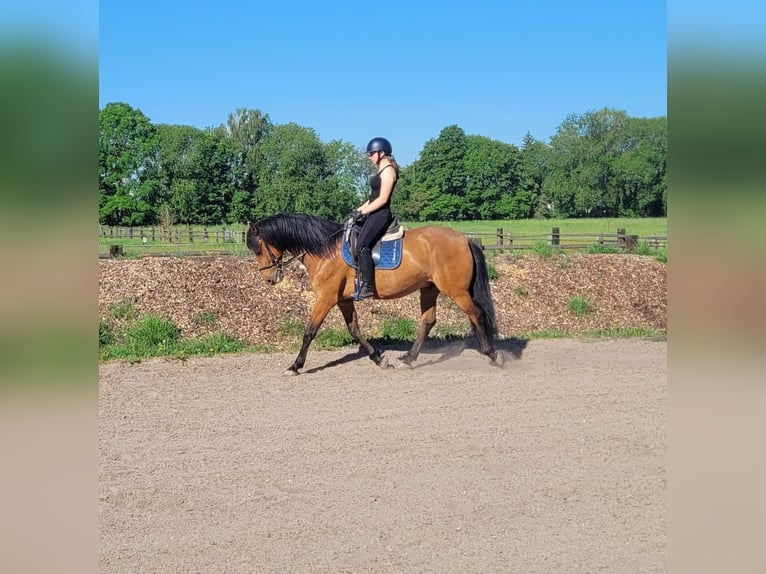 Andalusian Mix Gelding 5 years 15.1 hh Brown in Karlshuld