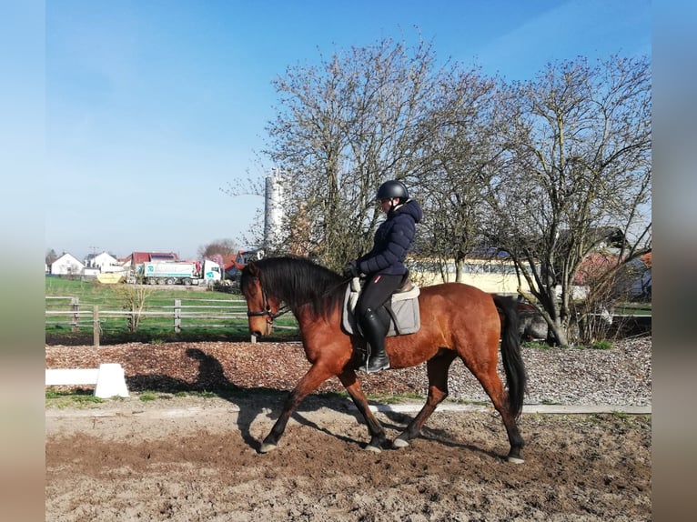 Andalusian Mix Gelding 5 years 15,1 hh Brown in Karlshuld