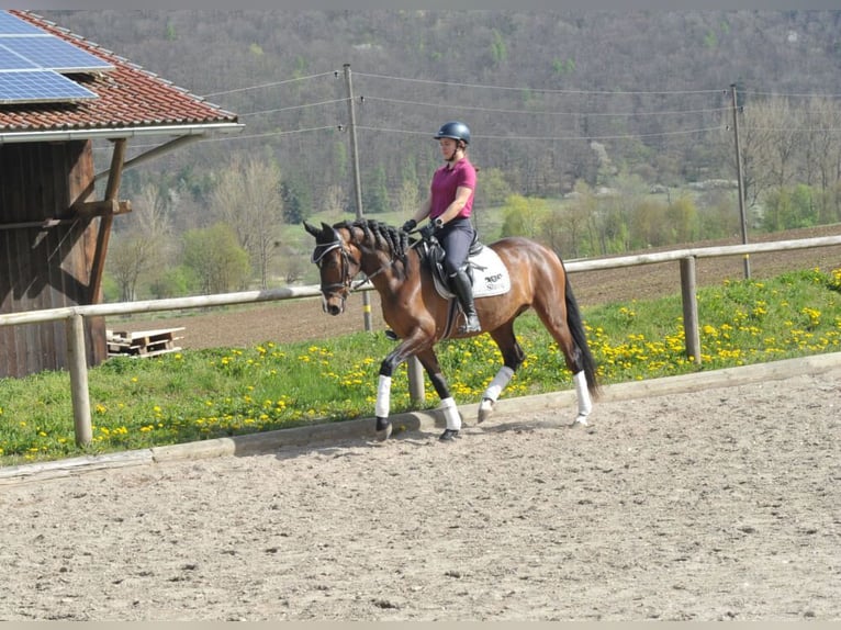 Andalusian Gelding 5 years 15,1 hh Brown in Wellheim