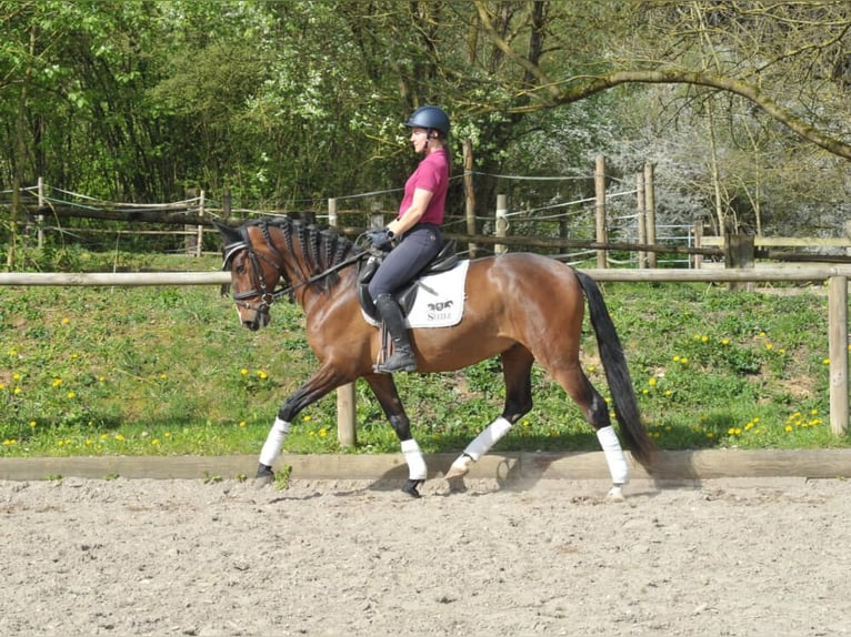 Andalusian Gelding 5 years 15,1 hh Brown in Wellheim