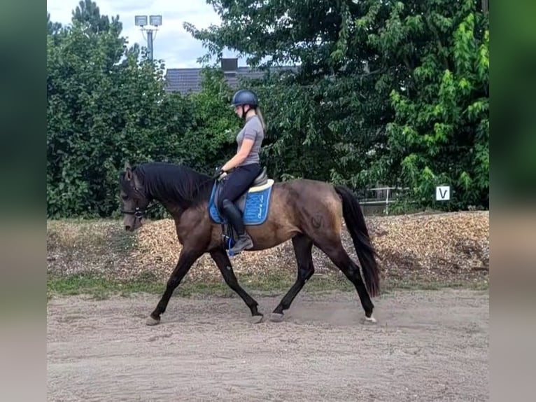 Andalusian Mix Gelding 5 years 15.1 hh Buckskin in Karlshuld
