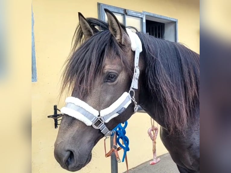 Andalusian Mix Gelding 5 years 15.1 hh Buckskin in Karlshuld