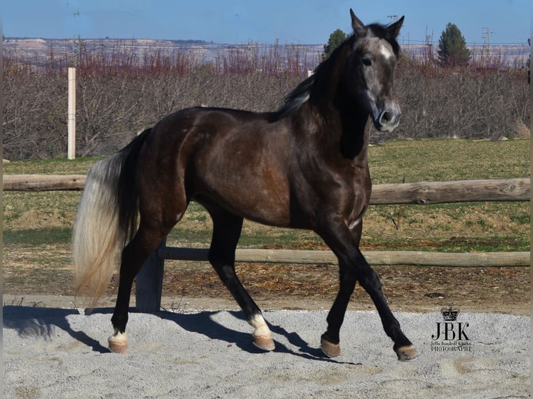 Andalusian Gelding 5 years 15,1 hh Gray in Tabernas Almeria
