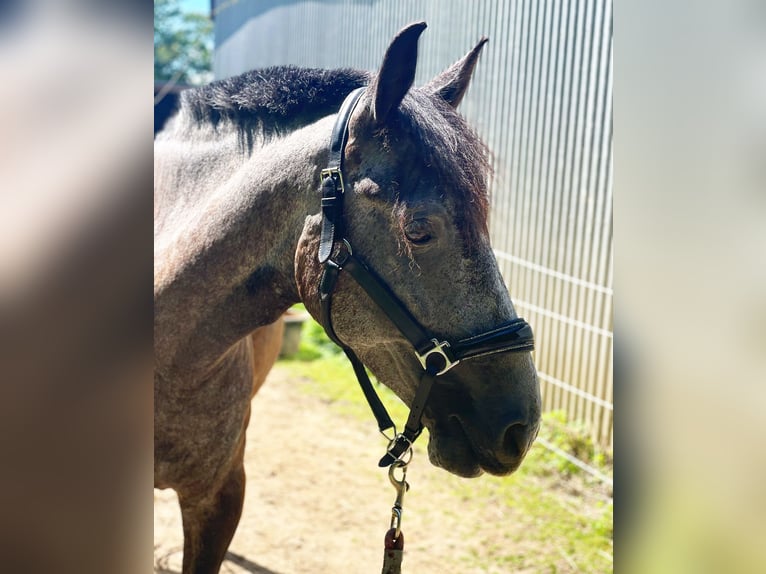 Andalusian Mix Gelding 5 years 15,1 hh Gray in Doberschütz