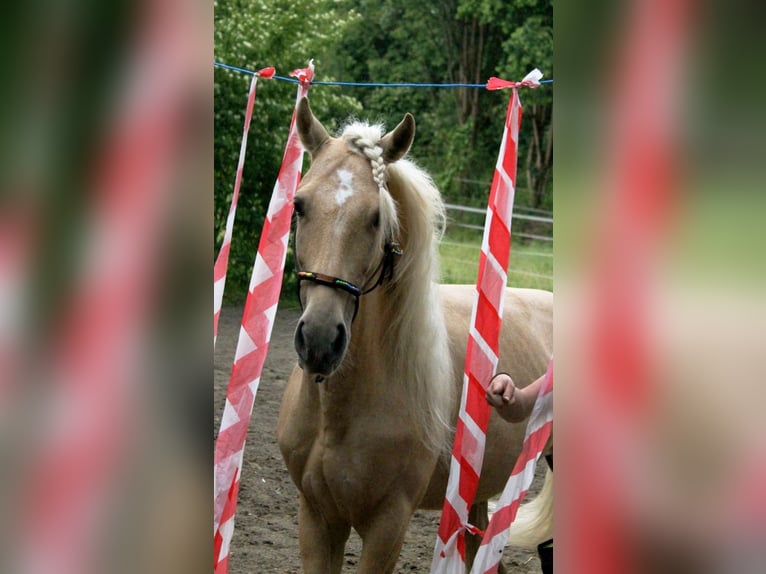 Andalusian Mix Gelding 5 years 15.1 hh Palomino in Überlingen