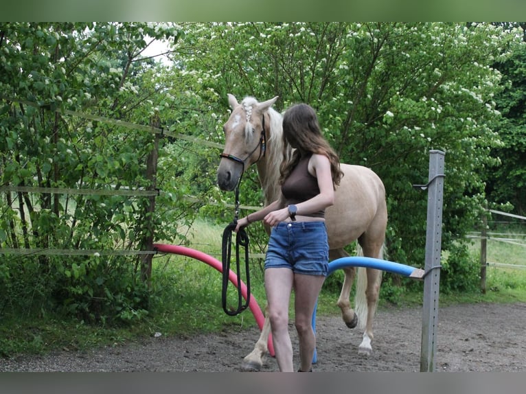 Andalusian Mix Gelding 5 years 15.1 hh Palomino in Überlingen