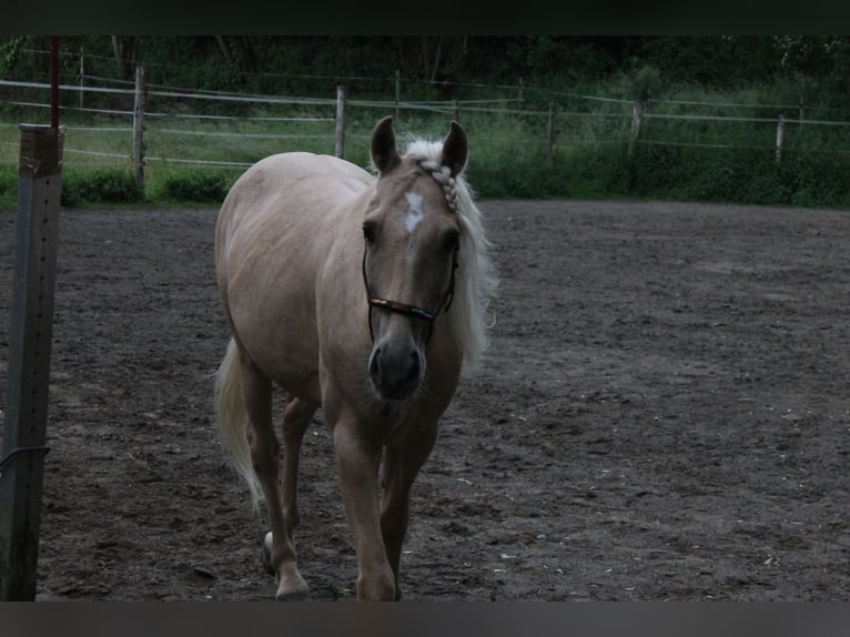 Andalusian Mix Gelding 5 years 15.1 hh Palomino in Überlingen