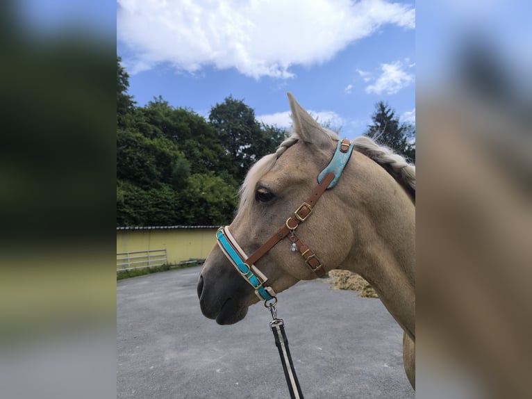 Andalusian Mix Gelding 5 years 15.1 hh Palomino in Überlingen