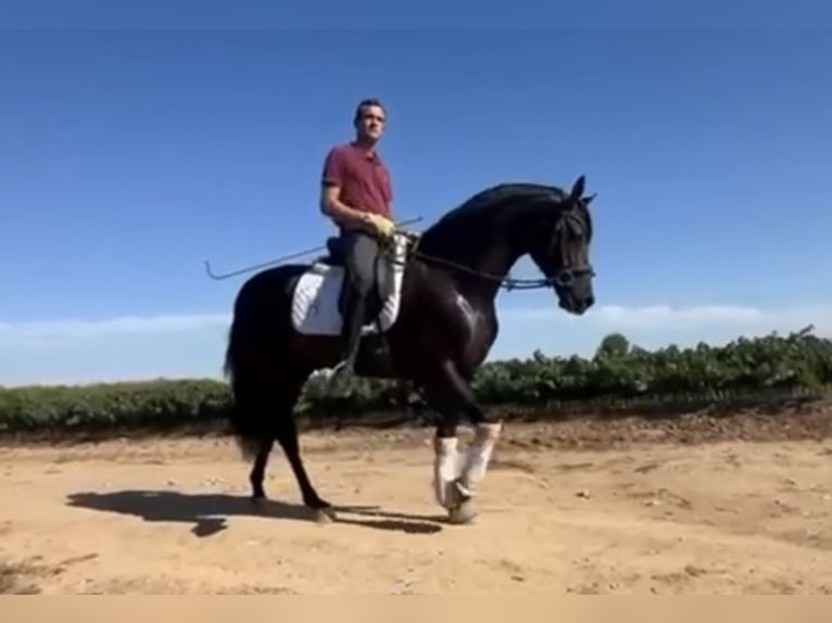 Andalusian Gelding 5 years 15,2 hh Black in Valencia