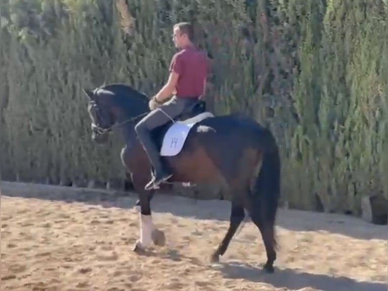 Andalusian Gelding 5 years 15,2 hh Black in Valencia