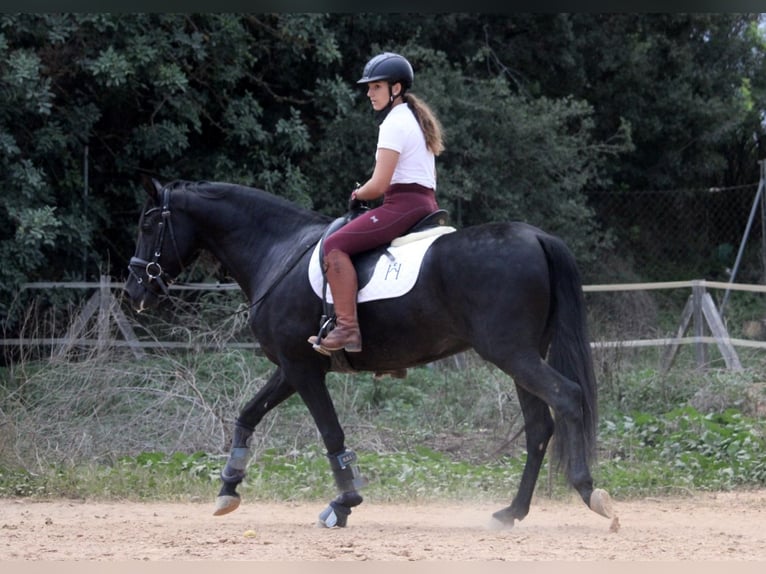 Andalusian Gelding 5 years 15,2 hh Black in Valencia