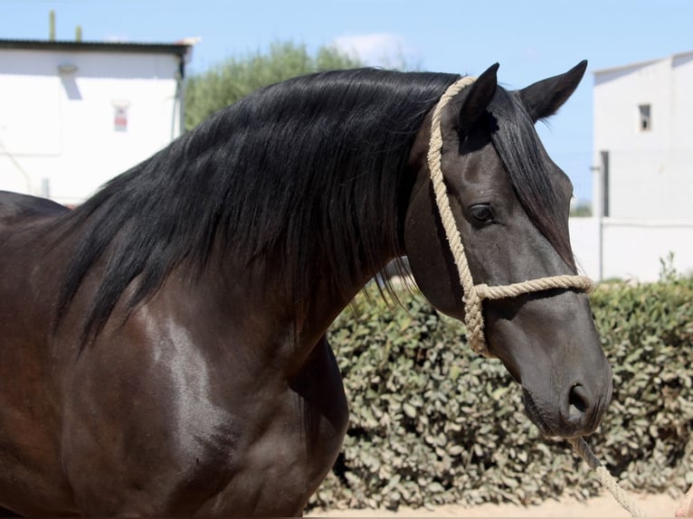 Andalusian Gelding 5 years 15,2 hh Black in Valencia