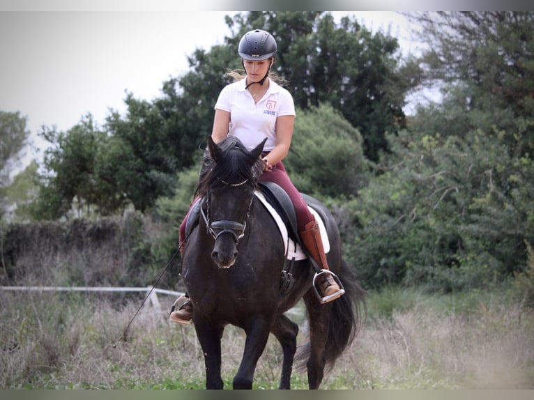 Andalusian Gelding 5 years 15,2 hh Black in Valencia