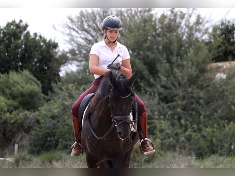 Andalusian Gelding 5 years 15,2 hh Black in Valencia