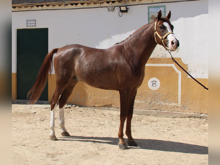 Andalusian Gelding 5 years 15,2 hh Chestnut-Red in Vejer de la Frontera