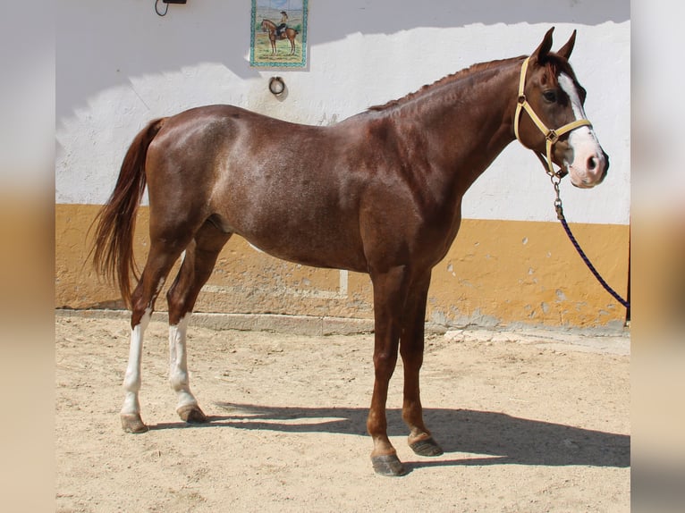 Andalusian Gelding 5 years 15,2 hh Chestnut-Red in Vejer de la Frontera