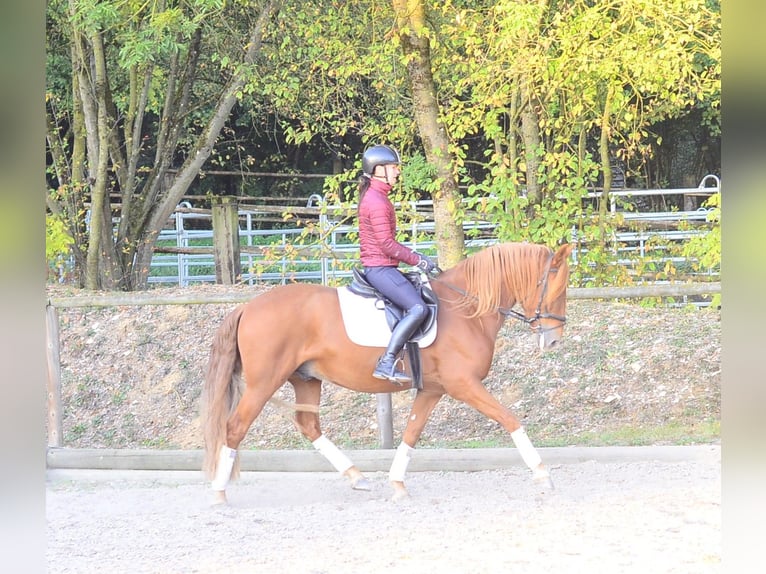 Andalusian Gelding 5 years 15.2 hh Chestnut-Red in Wellheim