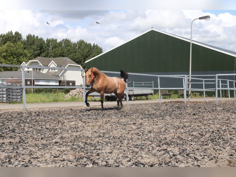 Andalusian Mix Gelding 5 years 15,2 hh Dun in Den Haag