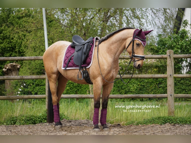 Andalusian Mix Gelding 5 years 15,2 hh Dun in Den Haag