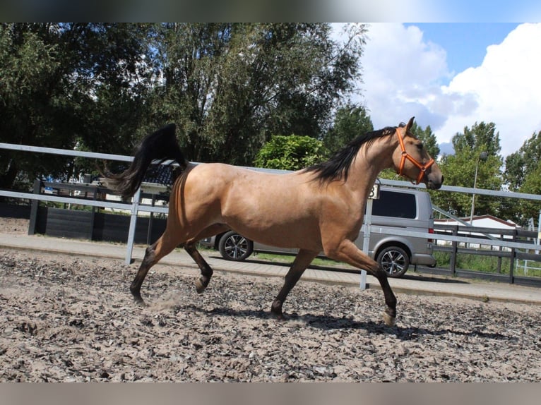 Andalusian Mix Gelding 5 years 15,2 hh Dun in Den Haag