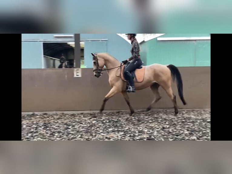 Andalusian Mix Gelding 5 years 15,2 hh Dun in Den Haag