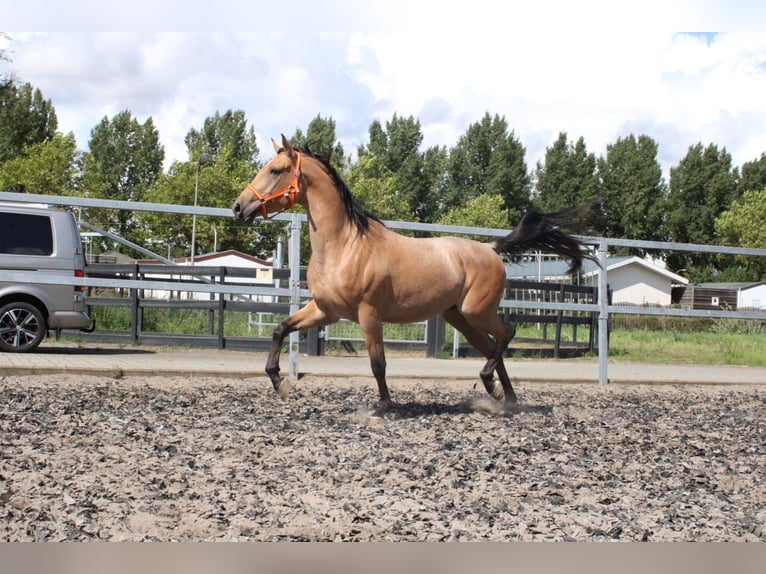 Andalusian Mix Gelding 5 years 15,2 hh Dun in Den Haag