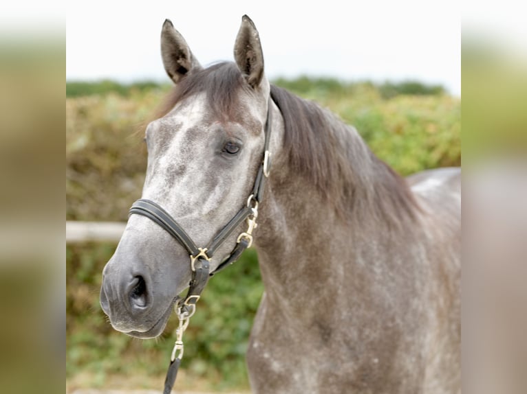 Andalusian Gelding 5 years 15,2 hh Gray-Blue-Tan in Neustadt (Wied)