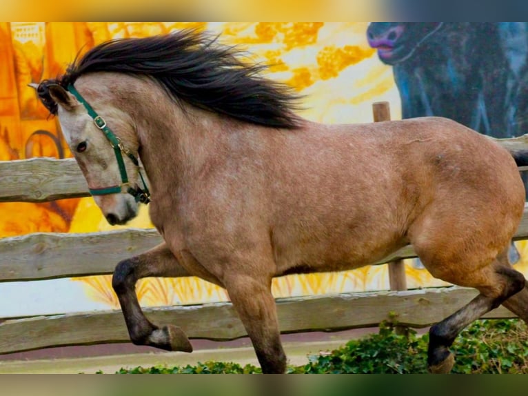 Andalusian Gelding 5 years 15,2 hh Gray-Red-Tan in Polenz