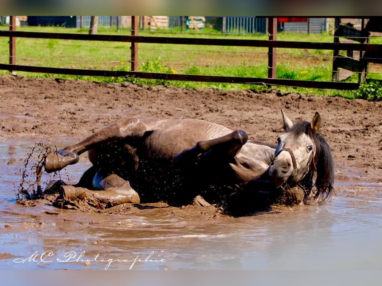 Andalusian Gelding 5 years 15,2 hh Gray-Red-Tan in Polenz