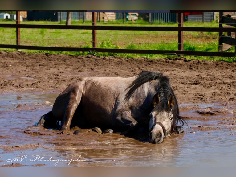 Andalusian Gelding 5 years 15,2 hh Gray-Red-Tan in Polenz