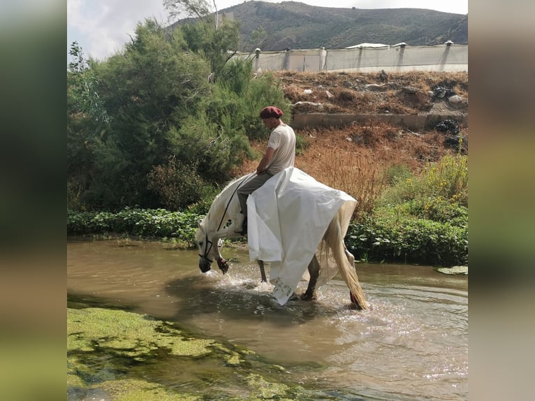 Andalusian Mix Gelding 5 years 15.2 hh  in Adra