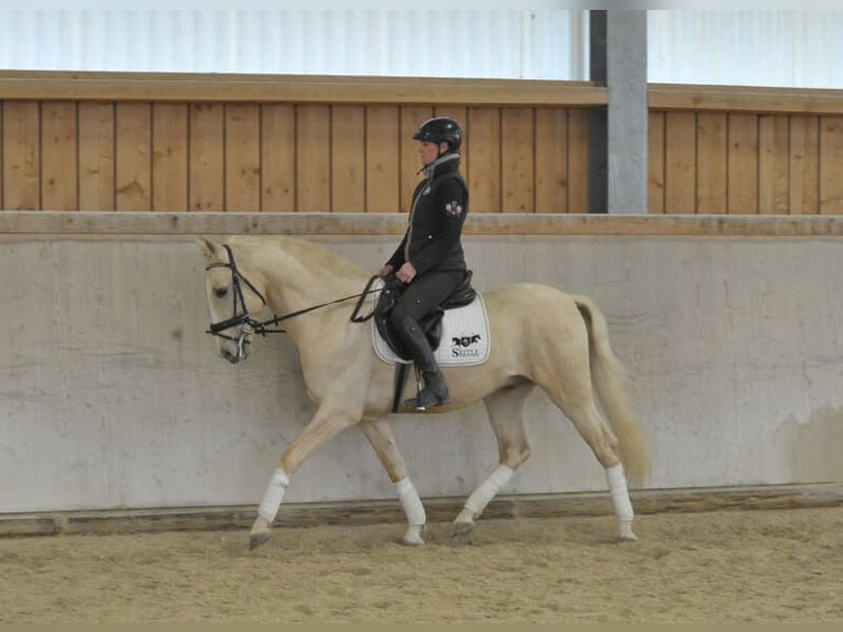 Andalusian Gelding 5 years 15,2 hh Palomino in Wellheim