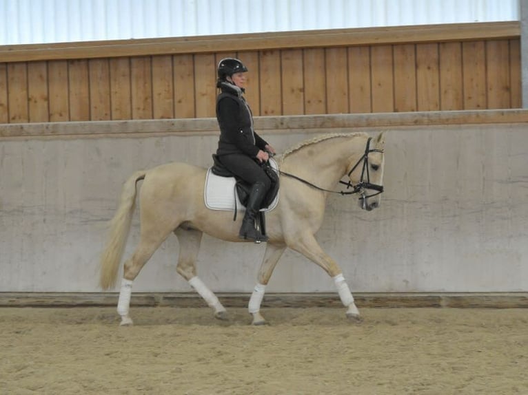 Andalusian Gelding 5 years 15,2 hh Palomino in Wellheim